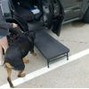 Original 4 Paws Portable Dog Platform Small or Large Pets Folding Step Car SUV