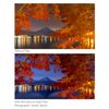 NiSi Natural Night Filter 75x80mm