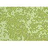 Chlorella Industry Co., Ltd. Raw Chlorella for Aquarium Fish - V12 (100ml)