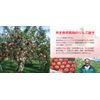 apple story body gel cream
