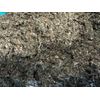 Mullein + Raspberry Leaf Healing Medicinal Quality Organic Herb Mix - 1 lb POUND