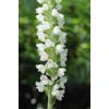 Rattlesnake Orchid 5 roots perennial