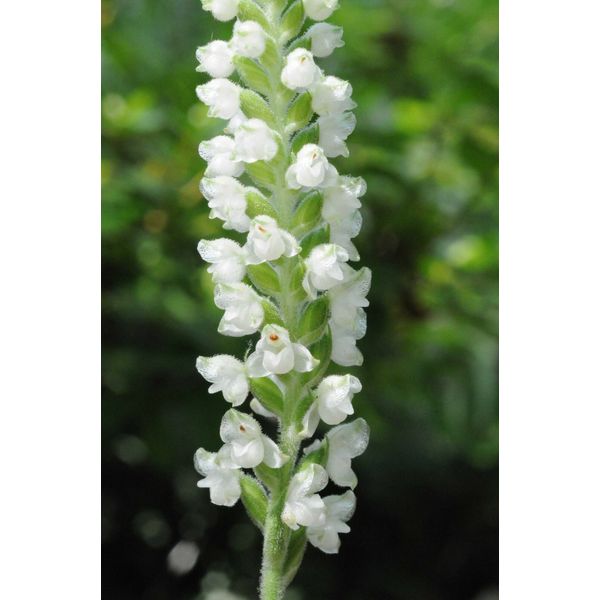 Rattlesnake Orchid 5 roots perennial
