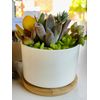 DIY Succulent Garden Kit (White Pot) - 3”