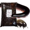 bugznbits Premium Millipede, Beetle & Woodlice Substrate (3 Litre)