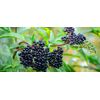 Ashwagandha & Elderberry Extract 2 oz