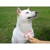 BEBON Rubber Slicker Brush, Small, Pink, For Dogs, Cats, Rabbits, Genuine Manufacturer Product, Made in Japan