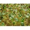 Chia Microgreen Seed 2 Ounce Package