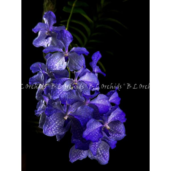 Vanda coerulea