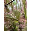 Sundew Leaf Cuttings ( Mixed Species And Hybrids )