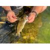 Rebel LIVEFLEX™ Creek Craw Soft Plastic - Texas Red - 1.875"