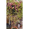 100 Assorted Succulent Cuttings with 40+ mixed varieties