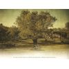 Dalan d'Olive Olive Oil Soap (1 x 150 g)