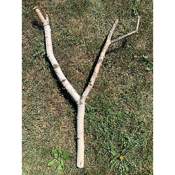 White Birch Bird Perch, Approximately 36 Inches High