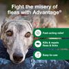 Advantage Flea and Tick Treatment Spray for Dogs, 8 fl.oz