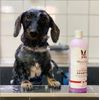 Calming Lavender Dog Shampoo w/Aloe Vera & Essential Oils - Professional Size