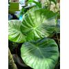 Alocasia - Calidora,  10-12" tall