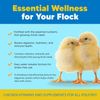 Flock PRO Chick Boost Probiotic Vitamins, Minerals Electrolytes for Chickens 8oz