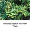 DHU Thuja D6 Streukügelchen, 10 g Globuli