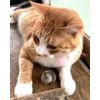 CurioSpring Spring Ball Irregular Moving Cat Toy (White Wood)