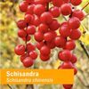 Herb Pharm Certified Organic Schisandra Berry Liquid Extract - 4 Ounce