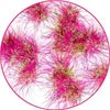 Green Stuff World Martian Tufts - Punkpink Neon