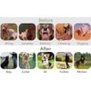 3280 FT Dog Shock Training Collar Remote Rechargeable Waterproof LCD Pet Trainer