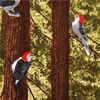 green bird fabric trees stem forest Timeless Treasures (per 0.5 yard multiples)