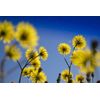 antioxidant anti aging - DANDELION ROOT - dandelion leaf capsules 1B