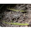 Sundew Leaf Cuttings ( Mixed Species And Hybrids )