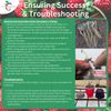 Eversweet Everbearing 10 Live Strawberry Plants, NON GMO,