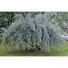 Russian Olive Tree Seeds Elaeagnus angustifolia 10 Seeds
