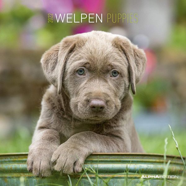 Puppies Square Wall Calendar 2022