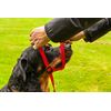 Gencon X Large Headcollar Left Black/Silver