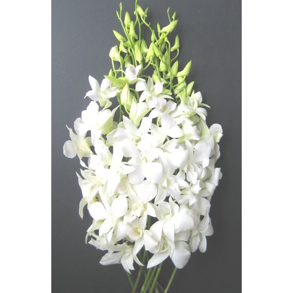 Fresh Flowers- 10 White Dendrobium Orchids