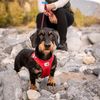 Vest Harness Curli Clasp Softshell Red 2XS