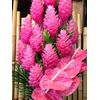 4 Pink Hawaiian Tropical Mix: Cattleya, Plumeria,Ginge