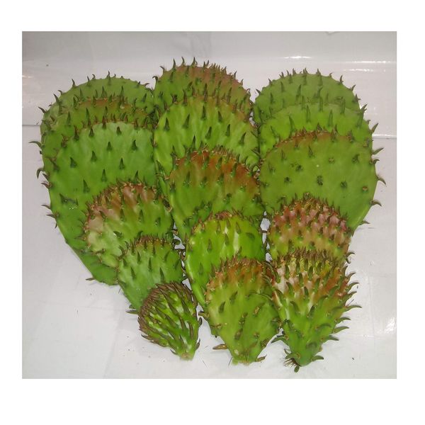 12 Oz FRESH Tortoise Turtle Iguana Reptile SUPER FOOD Spineless Opuntia Prickly Pear Cactus