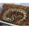 Prococo COCO CHIP - Single block Coco Husk | Organic Coir - Reptile Plants soil