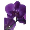 Oasis® Folded Cards - Blank Purple Orchid Design.
