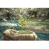 Setunea Organic Olive Oil and Pomegranate Soap Bar 2 x 100g