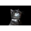 Rogz Catz GlowCat Collar, Black Cat