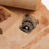 Motif Stamp Dog Heads (Affenpinscher)