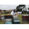 Manuka Honey: UMF 20+ - 500 Grams