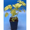 Lemon Balm Starter Plant - Melissa officinalis