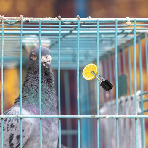 TEHAUX 20pcs Bird Cage Safety Clip, Parrot Cage Lock for Secure Pet Cages, Iron, Black, 1.37 * 0.59 * 0.19inch, Easy Installation, Versatile Use for Parrots, Rabbits, Hamsters