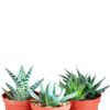 3 Different Aloe Plants - Easy to Grow/Hard to Kill! - 3" Pots