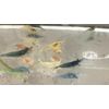 20+2 CULLS Neocaridina Shrimp Blue Juvenile Algae Eater