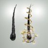 Growsis (Spec Copper Peptide)