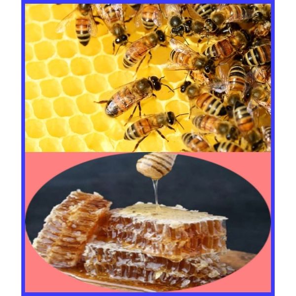 [Good store good product] Natural honeycomb honey, beeswax honey, ripened, native domestically produced 100% honey bank, 1 unit